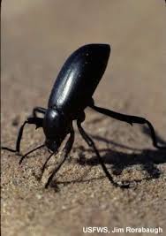 Black Beetle Stink Bug Pinacate Beetle From Arizona Also Know As The Famous Stink Bug Desert Biome Beetle Biomes