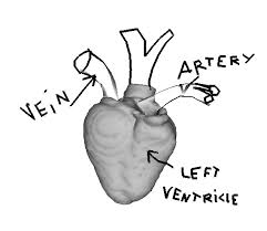 For 3d modeling autocad drawings. An Example Of Annotation In 3d Annotating A Heart Model During An Download Scientific Diagram