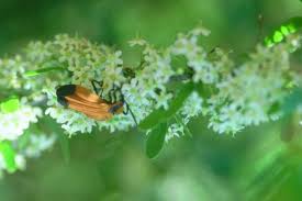 Image result for Gymnosporia