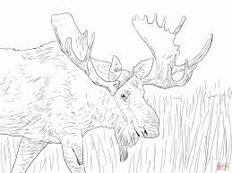 Here are some well worked drawings of moose that kids may like to color in their free period. Moose Bull Coloring Pages Printable Version Color Colorine Net Coloring Home