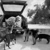 Story image for Best Pet Supplies Vehicle Pet Barriers For Sale from Arizona Daily Star