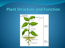 Maybe you would like to learn more about one of these? Plant Structure And Function Powerpoint