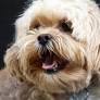 lhasapoo from www.mydogbreeds.com