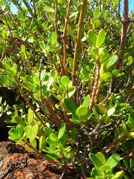 Image result for Alyxia