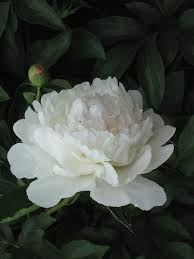 Share your videos with friends, family, and the world Pfingstrose Pfingstrosen Schone Blumen Liebe Blumen