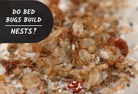 From sarasota bradenton serving the west coast of florida. Do Bed Bugs Build Nests Pest Samurai