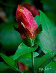 Image result for Justicia incana