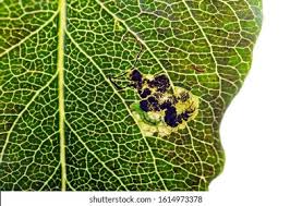 Image result for Stigmella pyri
