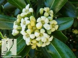 Boething treeland farms grows over 1,000 varieties of trees, shrubs, perennials and specialty plants sometimes you just need a durable evergreen shrub that will behave itself. Wheeler S Dwarf Mock Orange Pittosporum Tobira Wheeler S Dwarf Civano Nursery Tucson Plant Nursery