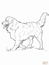 Download or print this amazing coloring page: Bernese Mountain Dog Coloring Online Super Coloring 176620 Dog Coloring Home