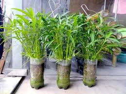 Memaksimalkan Pekarangan Dengan 45 Ide Inspiratif Taman Dengan Tanaman Sayuran 1000 Inspirasi Desain Arsitektur Teknol Tanaman Ide Berkebun Menanam Sayuran