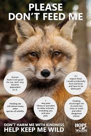 I fully understand the joy that we all get from being close to animals such  as foxes, but it really is inadvisable to habituate them to coming to  humans for food. The