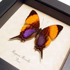 Black And Purple Butterfly Species Marpesia Marcella Purple Swallowtail From Costa Rica Butterfly Pictures Butterfly Conservation Butterfly Frame