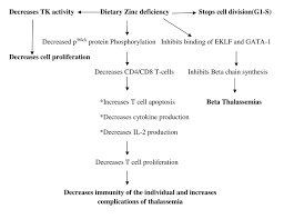 Cureus Evaluating The Role Of Zinc In Beta Thalassemia