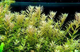 It is quite an easy plant to take care of since it only needs low to moderate amount of light and will thrive in wide. Cara Menanam Berbagai Jenis Tanaman Aquascape Atagaleri Net