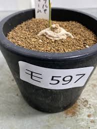 Image result for Stathmostelma gigantiflorum