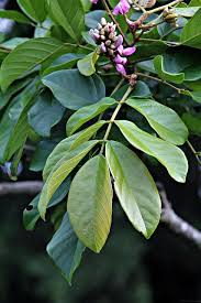 Image result for Lonchocarpus sericeus