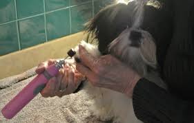Are you trying to cut your puppy's nails? How To Clip Dog Nails Fool Proof Method