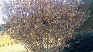 Crepe myrtles are among the most ornamental trees available, emblematic of southern gardens. Why Does My Crape Myrtle Still Have Its Leaves Damascus Enterprises
