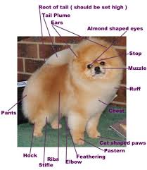 Pomeranian Chart 15 Free Online Puzzle Games On