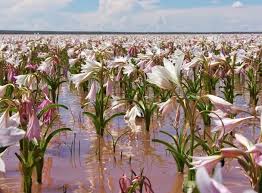 Image result for Crinum paludosum