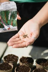 We did not find results for: How To Start Seeds Indoors For Your Organic Garden Growfully