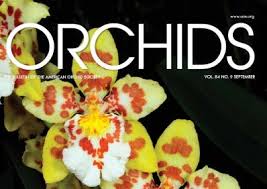 Image result for Zeuxine africana