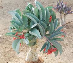 Image result for Pseudospondias