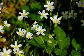 Remove them by hand before you go and reach for the weedkiller, try removing them by hand. How Do I Get Rid Of Chickweed In The Lawn Thriftyfun