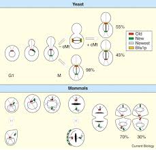 The two centrosomes will give rise to the figure 10.8 during cytokinesis in animal cells, a ring of actin filaments forms at the metaphase plate. Centrosome Inheritance Birthright Or The Privilege Of Maturity Current Biology