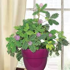 Discover the newest plant photos, tips and reviews from our users. Mimosa Pudica Touch Me Not Indoor House Plants Flowering Plant