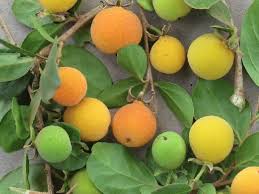 Image result for Dovyalis lucida