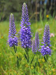 Gorgeous both in the garden and cut for bouquets, this perennial also attracts butterflies. Veronica Spicata Speedwell Spiked Speedwell North Carolina Extension Gardener Plant Toolbox