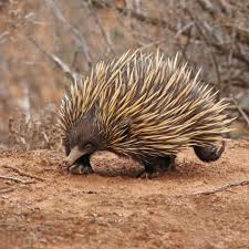 I Loved Spending Time With This Very Active And Curious Echidna At Red Banks Conservation Park Yesterday He Was N Australia Animals Echidna Australian Animals