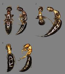 Image result for Scleria hispidula