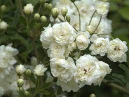 See more ideas about rose, red aesthetic, red roses. Catterpillar Farm White Climbing Rose 1 Healthy Live Plant Amazon In Garden Outdoors