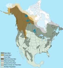 Bear Species Distribution In North America 780 X 837 Bear Species Location Map Map