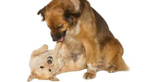 How To Care For A Female Dog In Heat Female Dog In Heat Dog In Heat Dogs