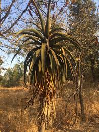 Image result for Aloe excelsa