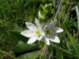 Image result for Ornithogalum seineri