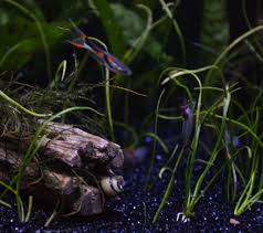 Shrimp can be fun to watch, but be careful your betta doesn't try to eat them. Shrimp In A Betta Tank Aquarium Advice Aquarium Forum Community