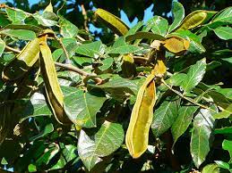 Extremely rare ice cream bean tree in a 3 gallon container. Inga Edulis Ice Cream Bean Aloha Tropicals