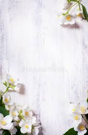 Photo About Art Jasmine Spring Flowers Frame On White Background Image Of Retro Elegance White Background Wallpaper Flower Frame Flower Background Wallpaper