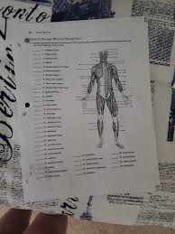 If you need professional help with completing any kind of homework, success essays is the right place to get it. 1 234 Review Sheet 13 General Review Muscle Chegg Com