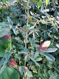 Image result for Hibiscus surattensis