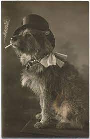 Pin By Brent On Animals Vintage Dog Fancy Dog Dog Photos