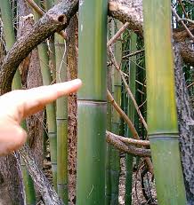 Image result for Justicia phyllostachys