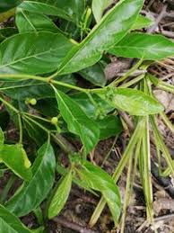 Image result for Morinda lucida