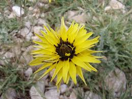 Image result for Pseudopodospermum hispanicum