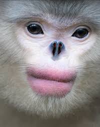 Tibetan monkey with strange and cute appearance, the lives of wild monkey